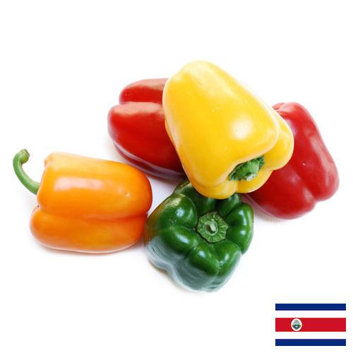 перец сладкий свежий из Коста-Рики