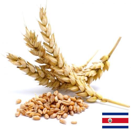 Пшеница из Коста-Рики