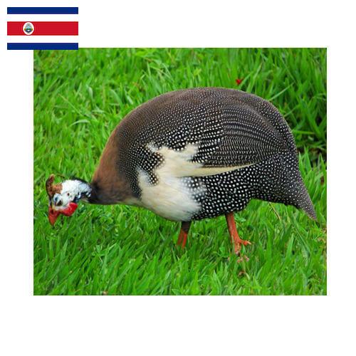 птица из Коста-Рики