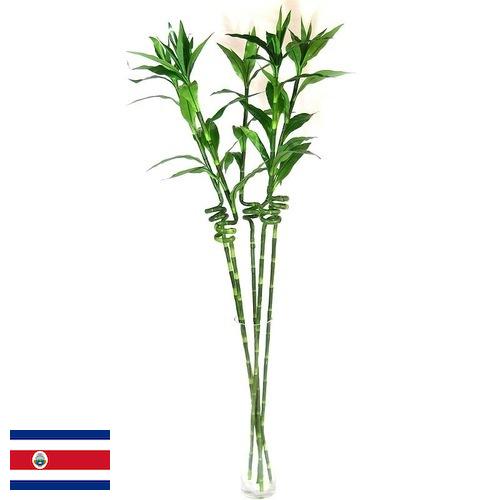 Растения искусственные из Коста-Рики