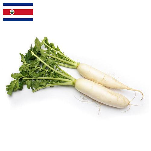 Редька из Коста-Рики