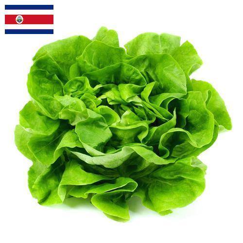 Салат латук из Коста-Рики