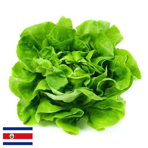 салат из Коста-Рики