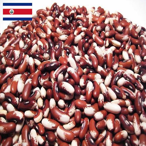 Семена бобов из Коста-Рики