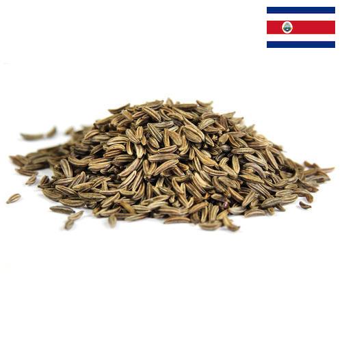 Семена фенхеля из Коста-Рики