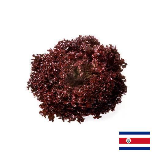 Семена салата из Коста-Рики