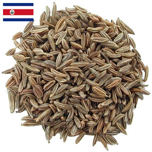 Семена тмина из Коста-Рики