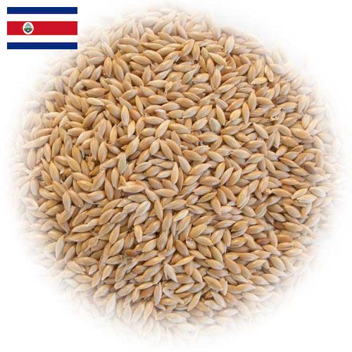 семена трав из Коста-Рики