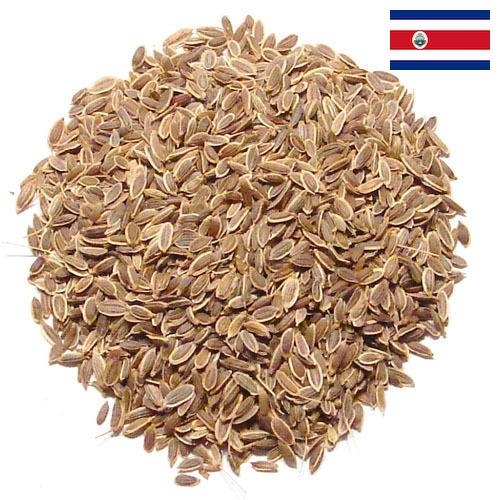 Семена укропа из Коста-Рики