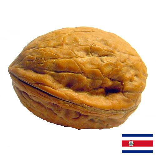 Скорлупа грецкого ореха из Коста-Рики