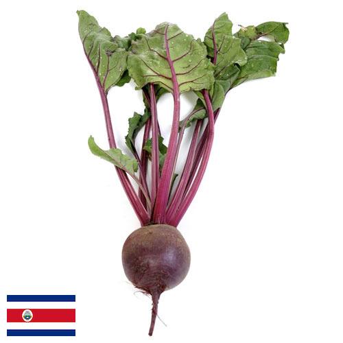 Свекла столовая из Коста-Рики