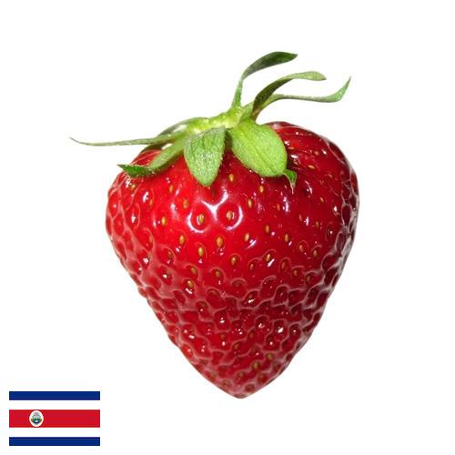 Земляника из Коста-Рики