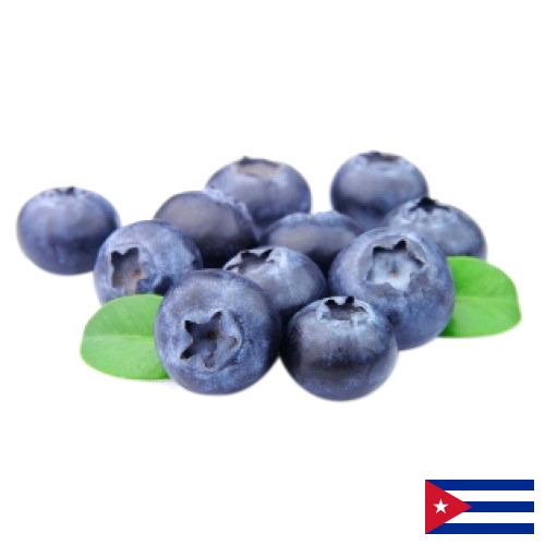 Черника с Кубы