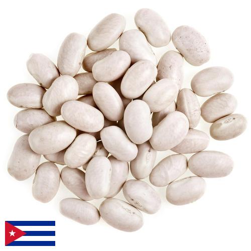 фасоль белая с Кубы