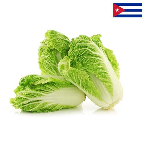 Капуста китайская с Кубы