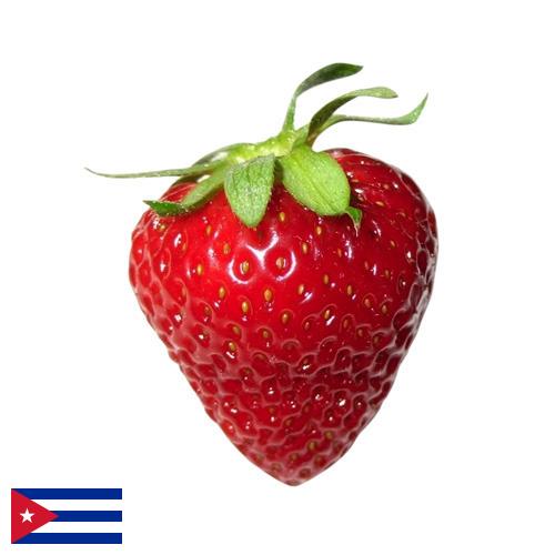 Клубника с Кубы