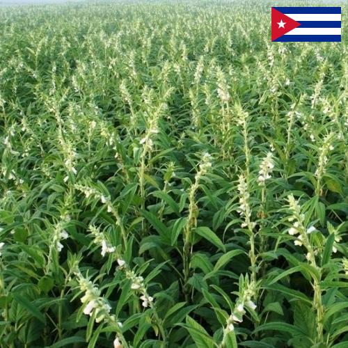 Кунжут с Кубы