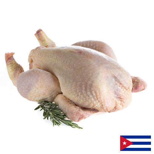 мясо птицы тушка с Кубы
