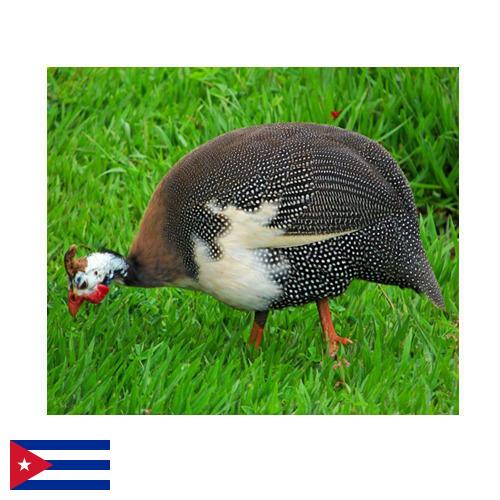 птица с Кубы