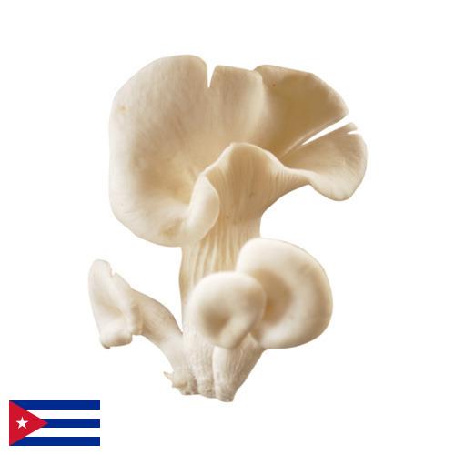 Вешенка с Кубы