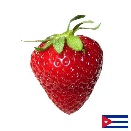 Земляника с Кубы