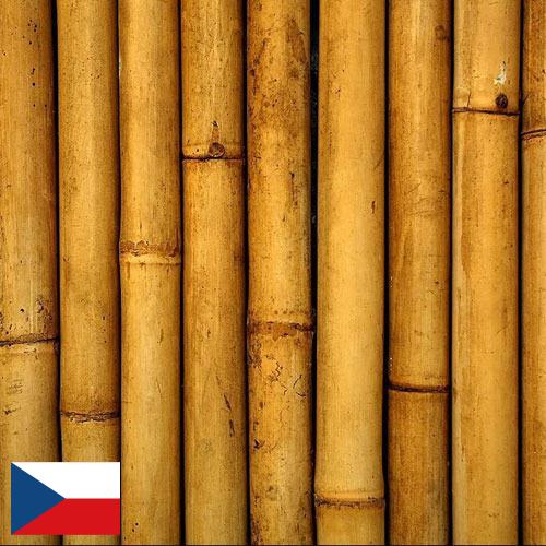 Бамбук из Чехии