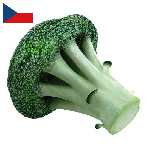 брокколи из Чехии