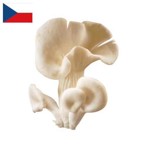 грибы вешенки из Чехии