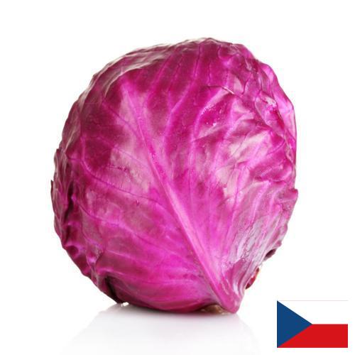 Капуста краснокочанная из Чехии