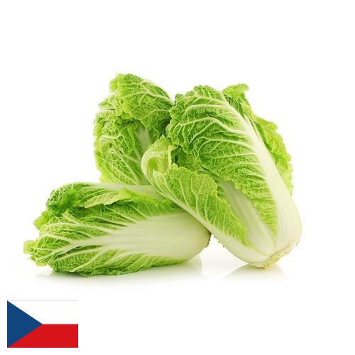 капуста пекинская из Чехии