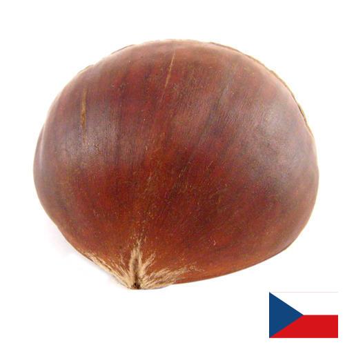 Каштан из Чехии