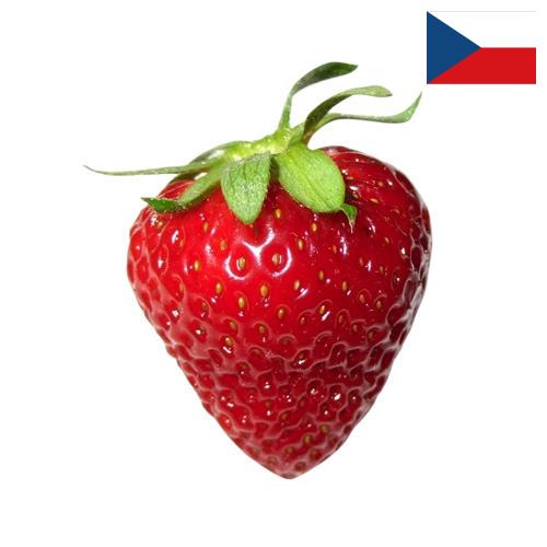 Клубника из Чехии