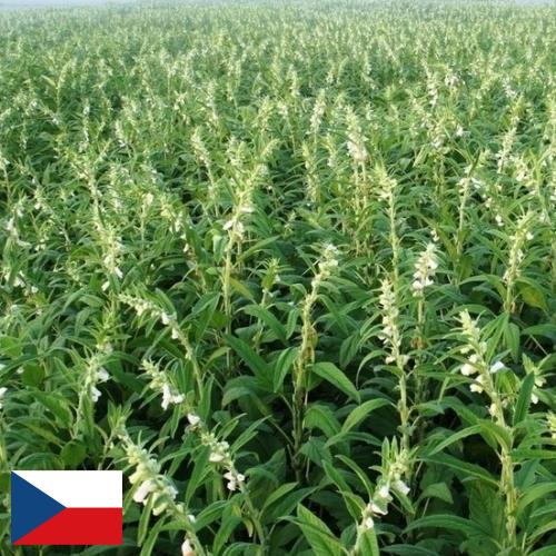 Кунжут из Чехии