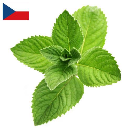 Ментол из Чехии