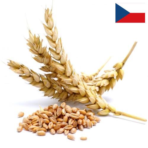 Пшеница из Чехии