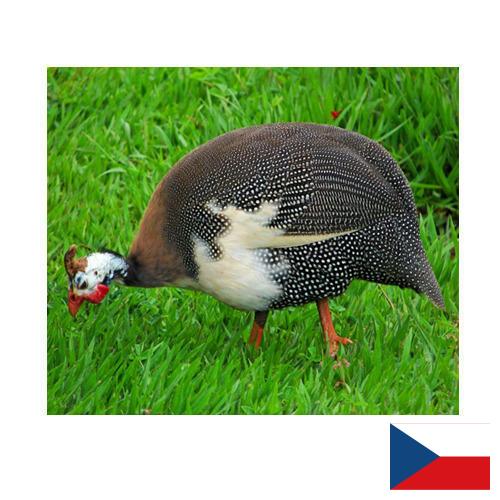 птица из Чехии