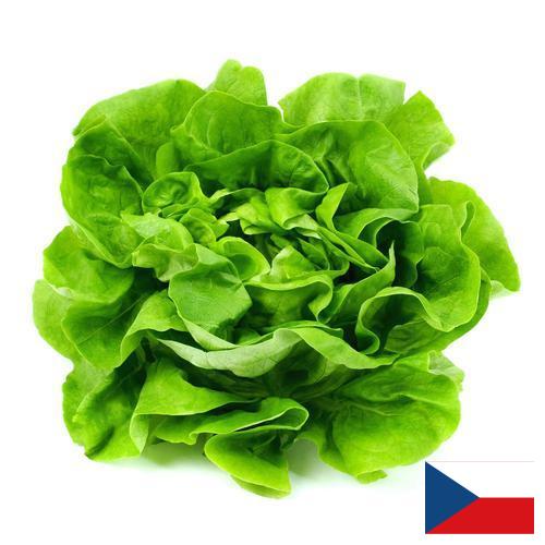 Салат латук из Чехии