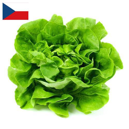 салат из Чехии