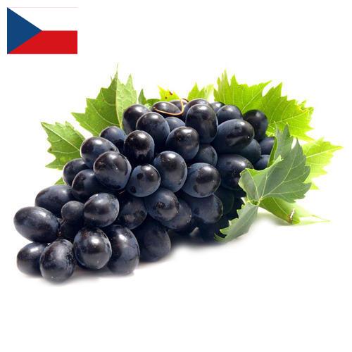 Виноград из Чехии