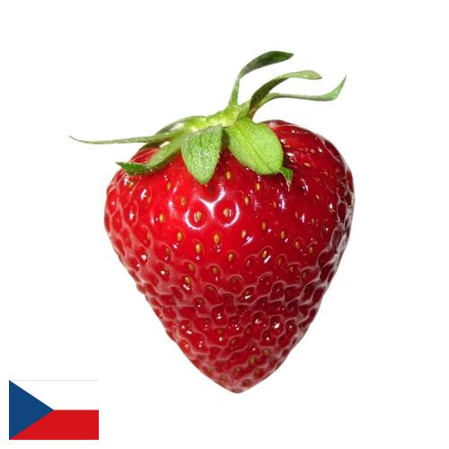 Земляника из Чехии