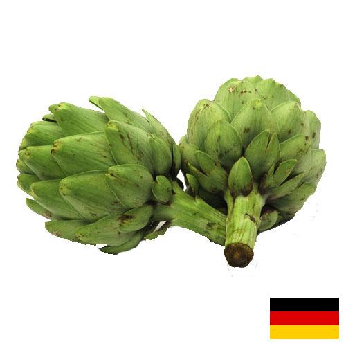 артишок из Германии