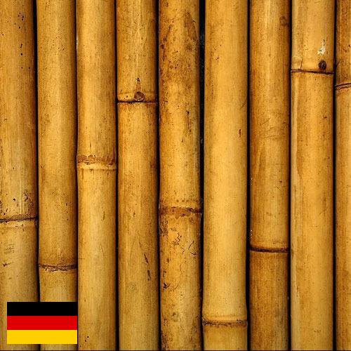 Бамбук из Германии