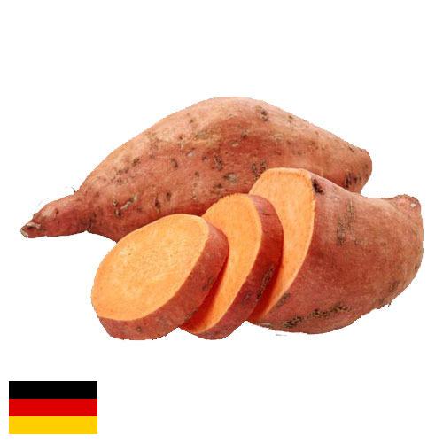 батат из Германии