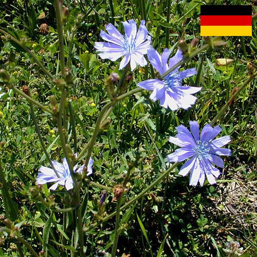 Цикорий из Германии