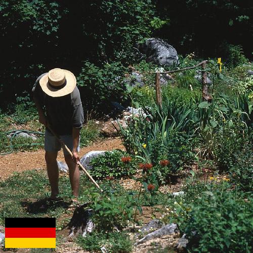 Цветы садовые из Германии