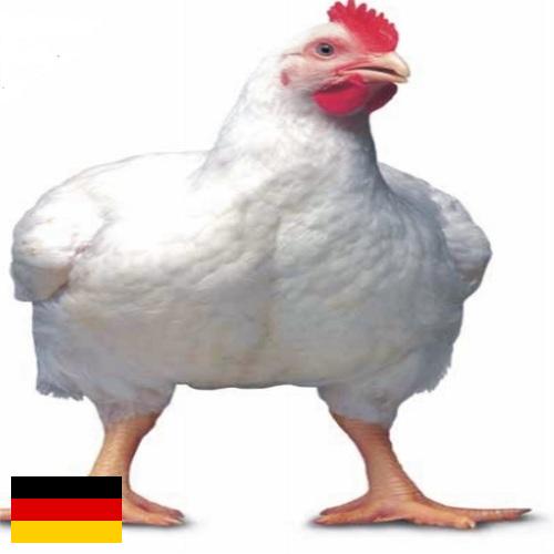 Цыплята-бройлеры из Германии