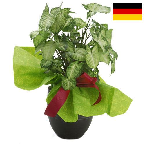 Декоративные растения из Германии