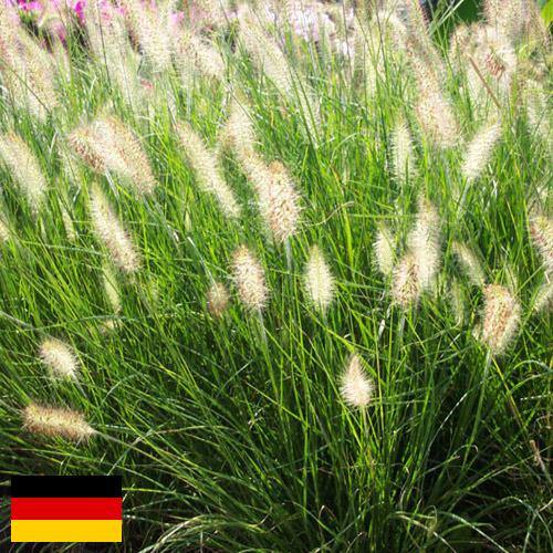 Декоративные травы из Германии