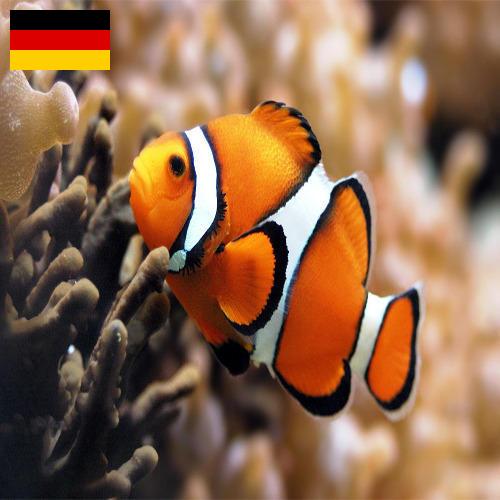 Джамперы из Германии