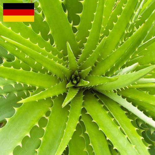 экстракты растений из Германии
